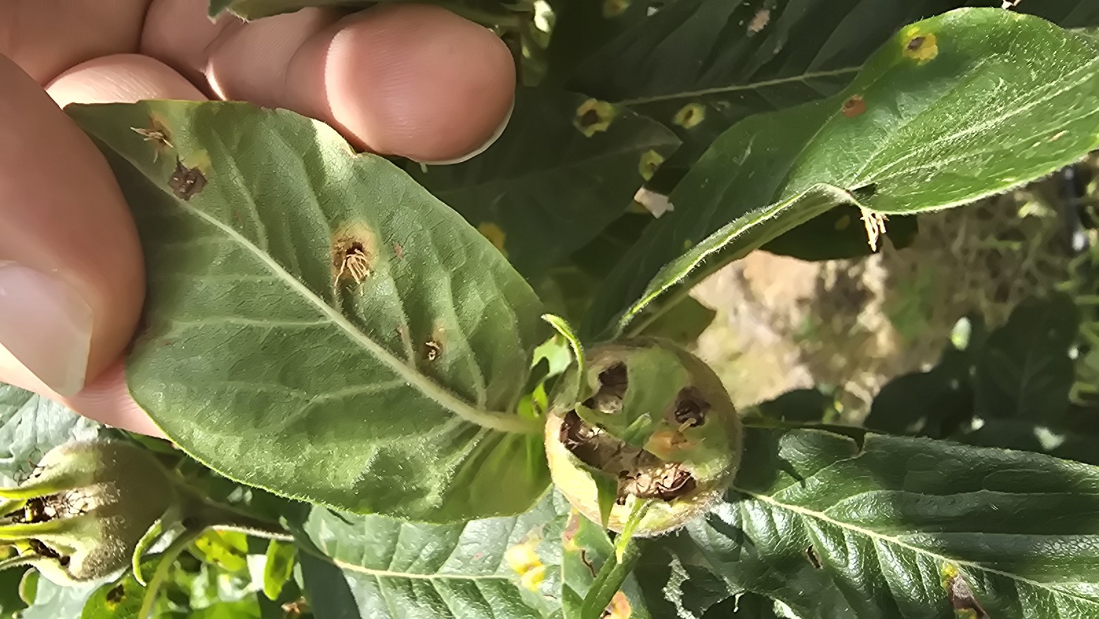 Yenidünya (Eriobotrya japonica)