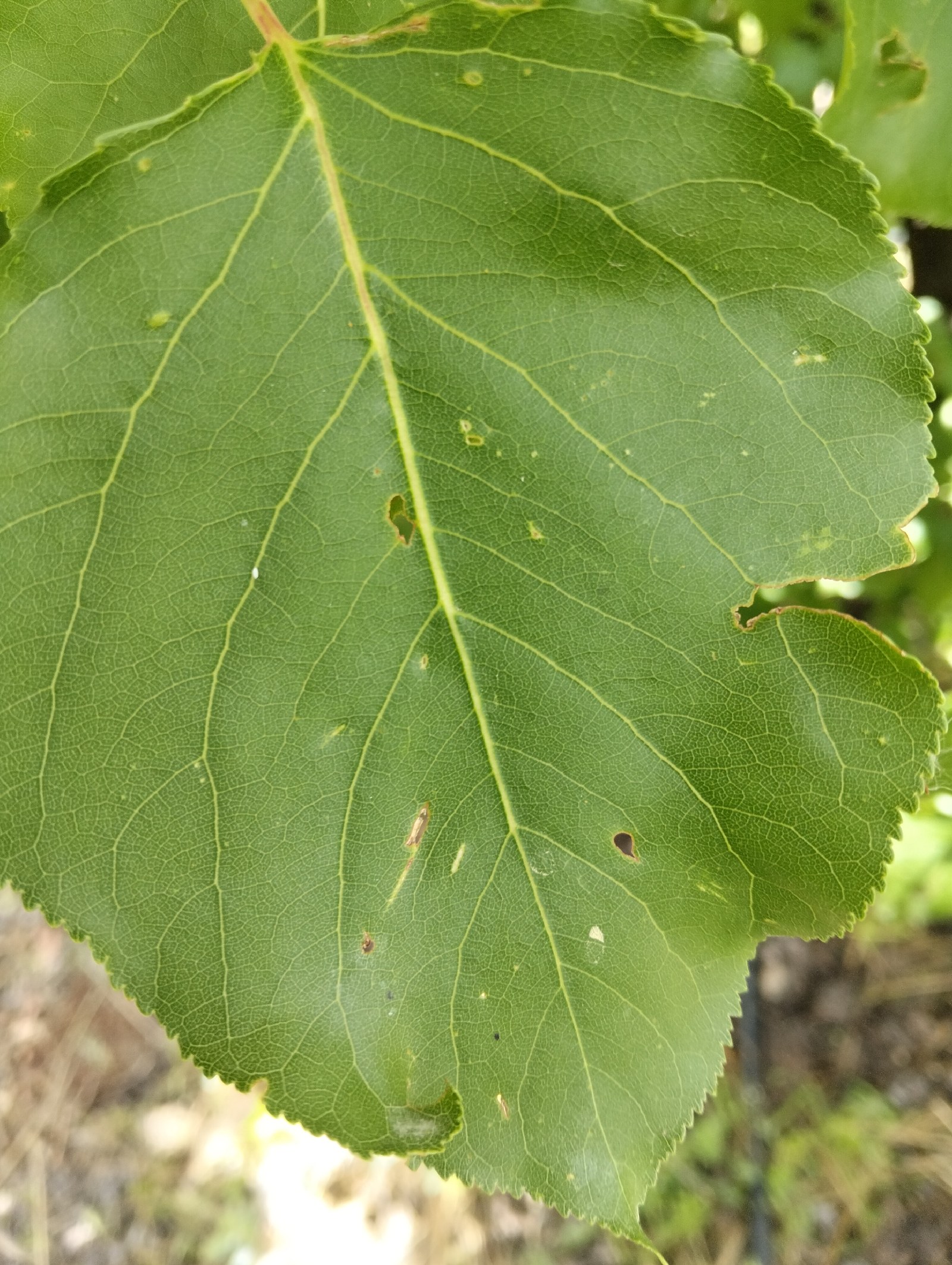 Elma (Malus domestica)