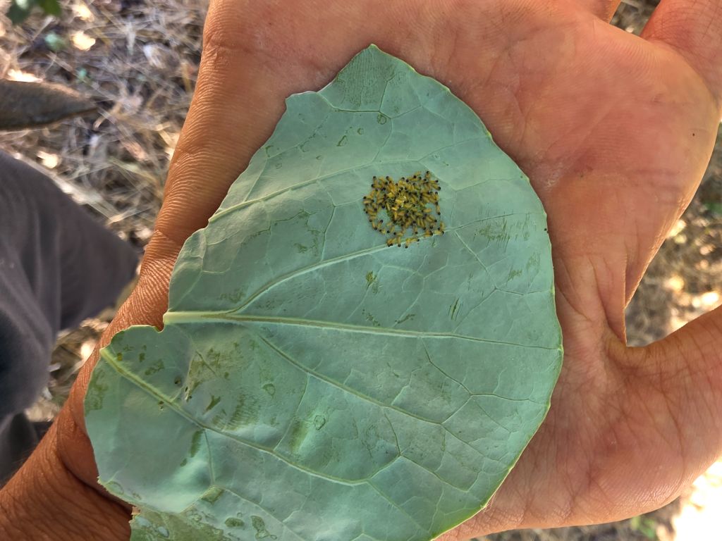 Lahana (Brassica oleracea var. capitata)