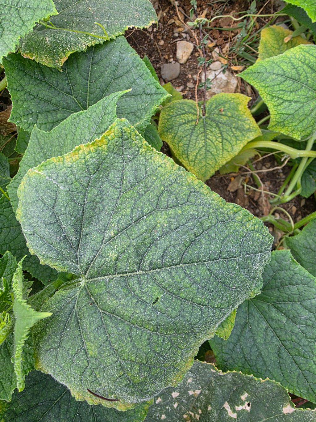 Hıyar (Cucumis sativus)