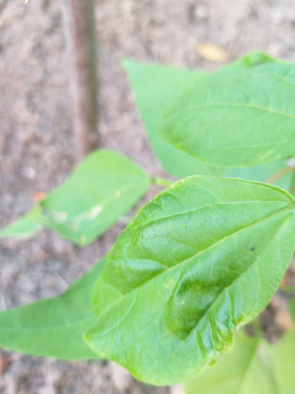 Fasulye (Phaseolus vulgaris)