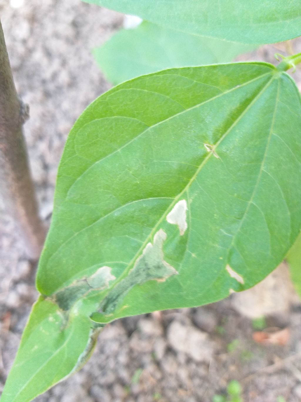 Fasulye (Phaseolus vulgaris)