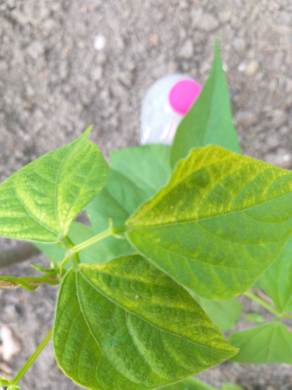 Fasulye (Phaseolus vulgaris)