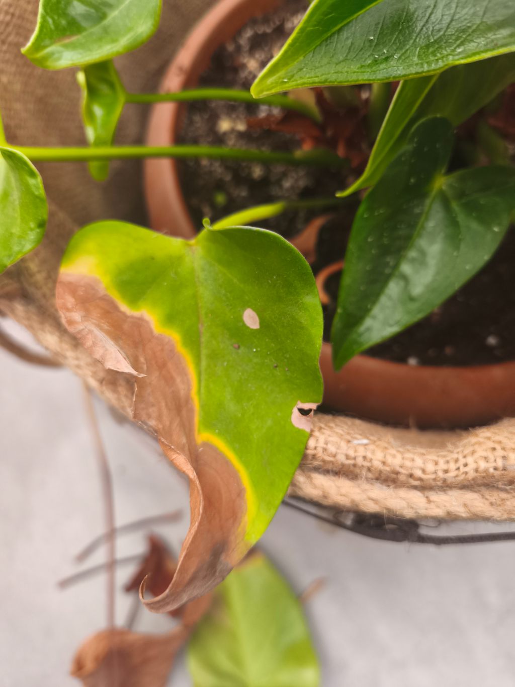 Flamingo Çiçeği (Anthurium andraeanum)