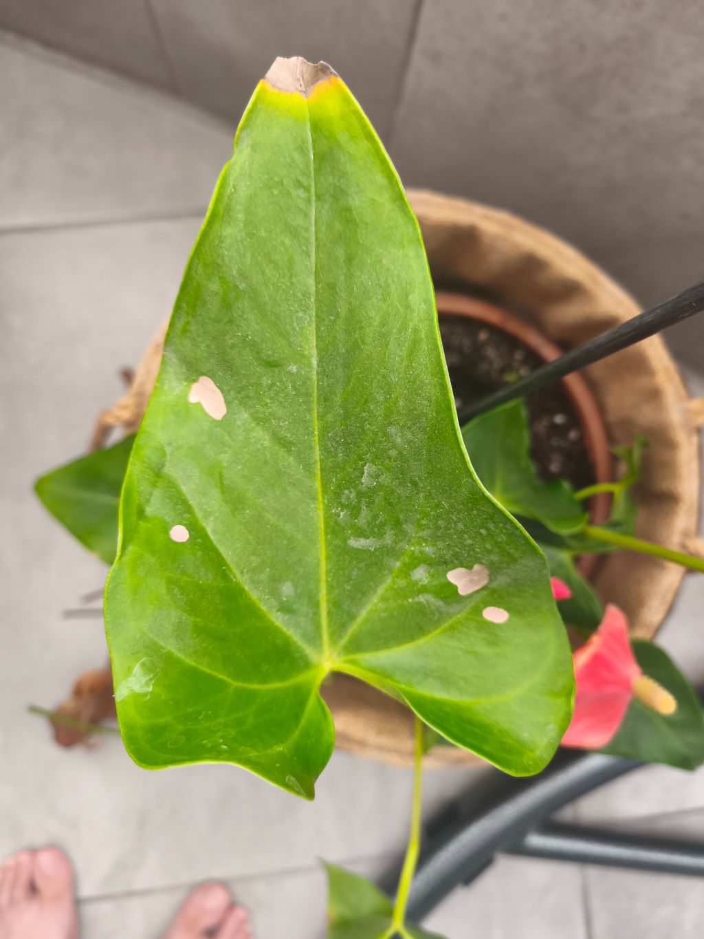 Antoryum (Anthurium andraeanum)