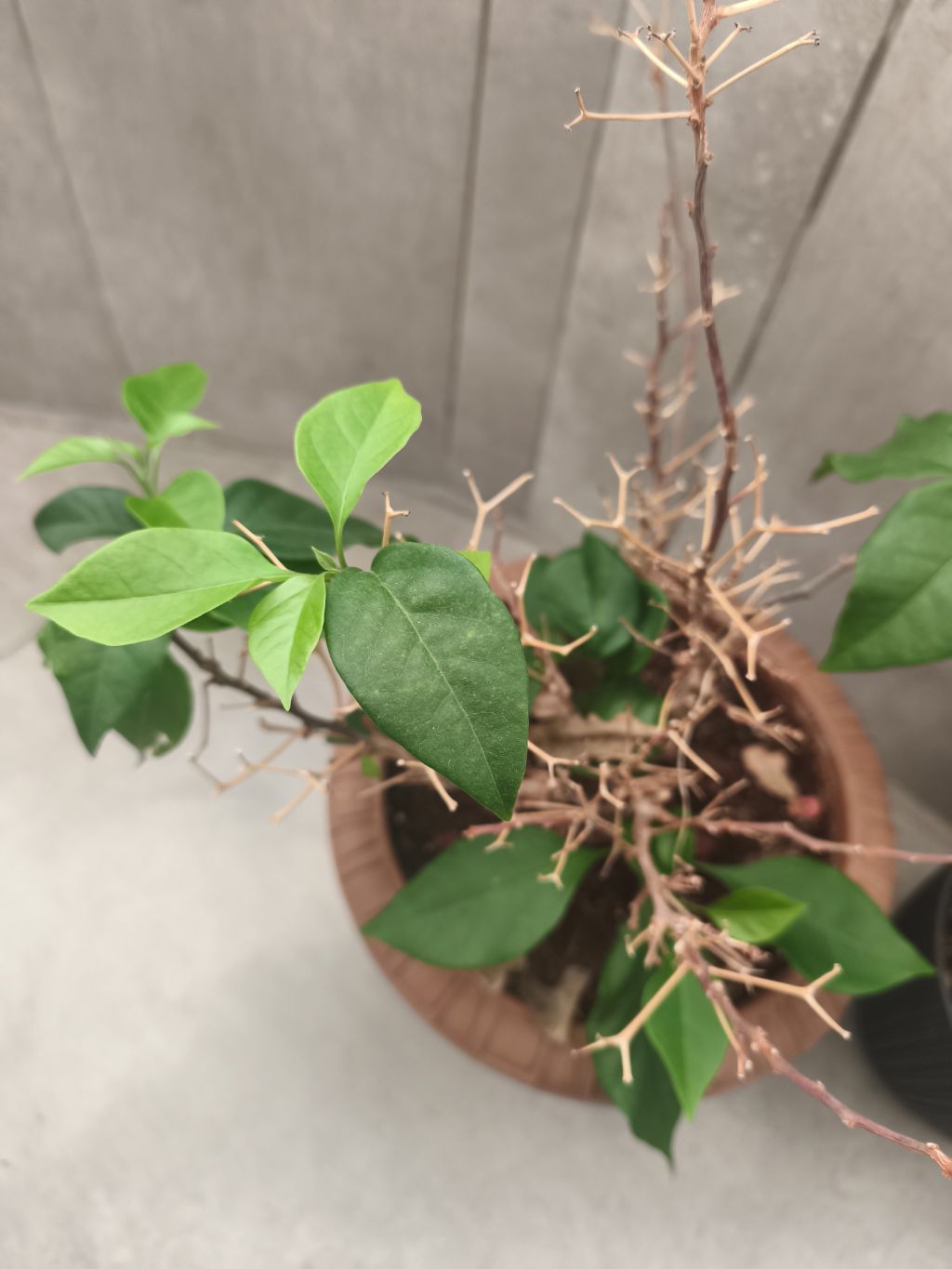 Begonvil (Bougainvillea spectabilis)