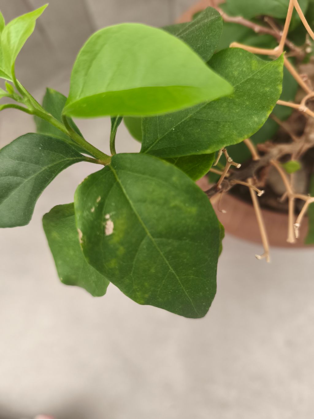 Begonvil (Bougainvillea spectabilis)