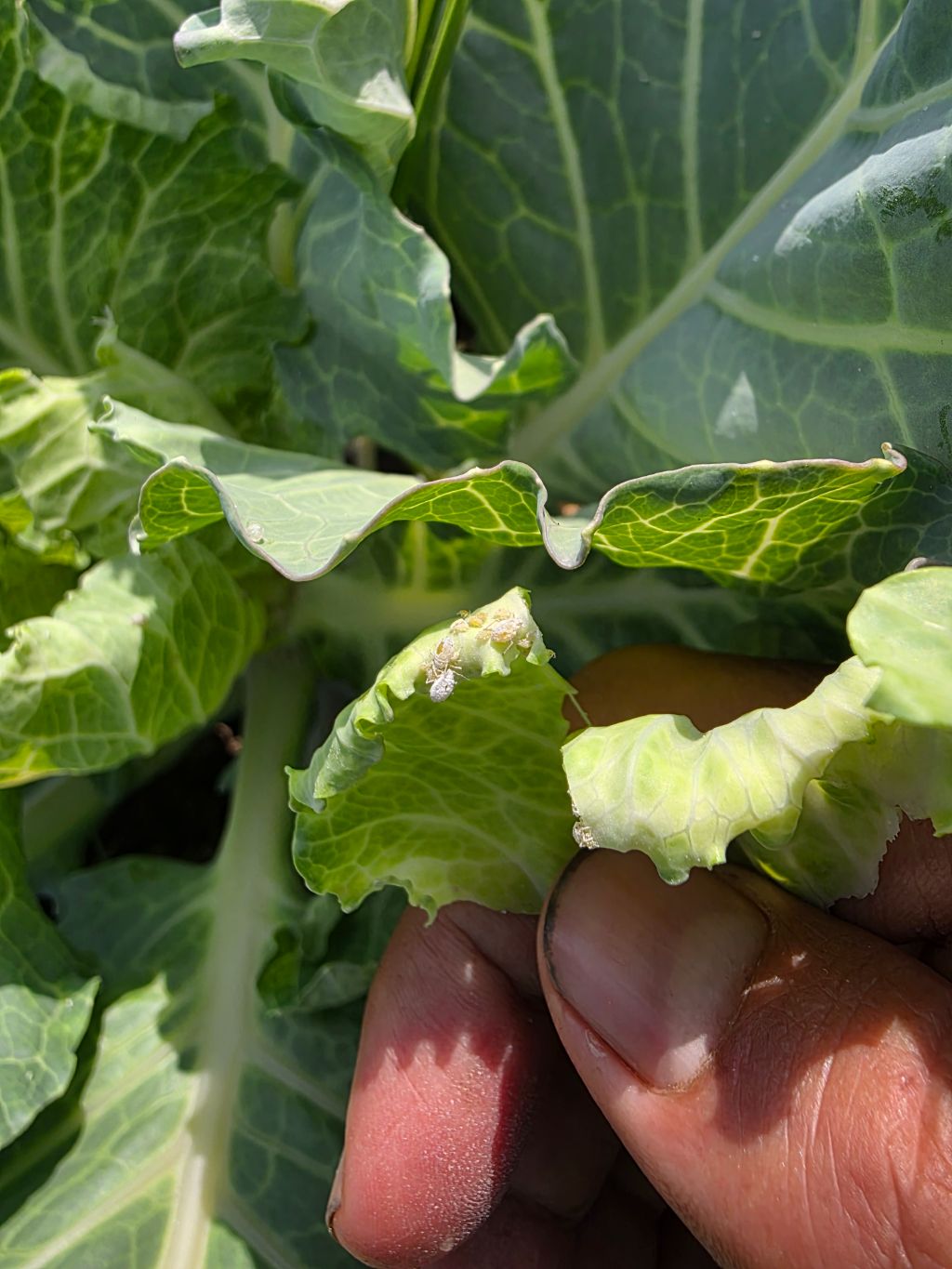 Lahana (Brassica oleracea)
