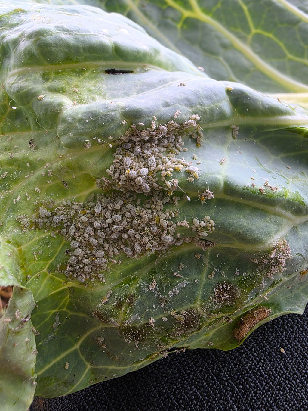 Lahana (Brassica oleracea)
