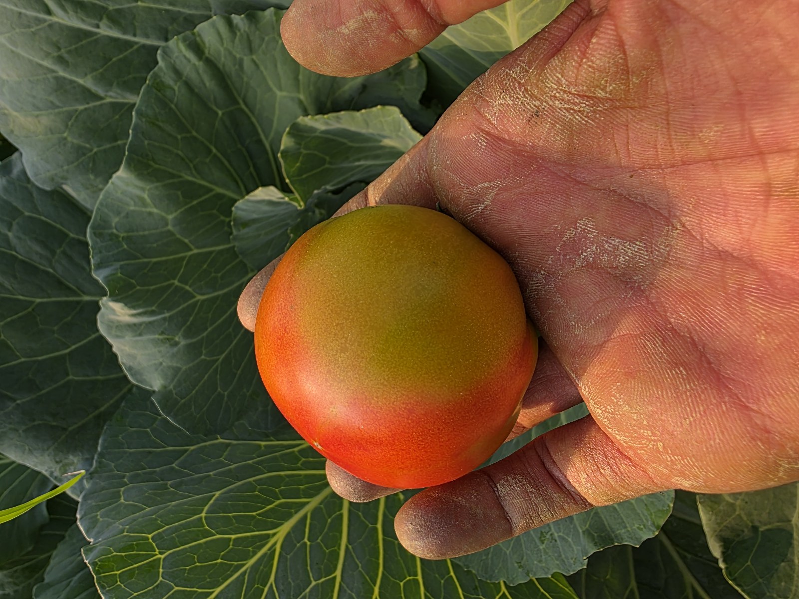 Domates (Solanum lycopersicum)