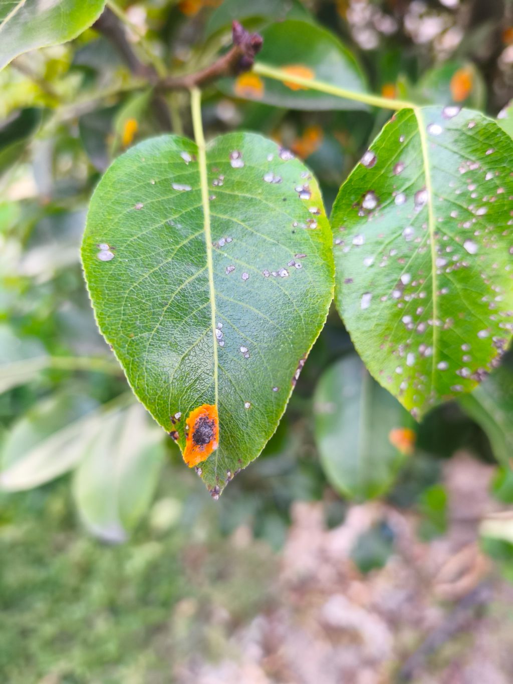 Armut (Pyrus communis)