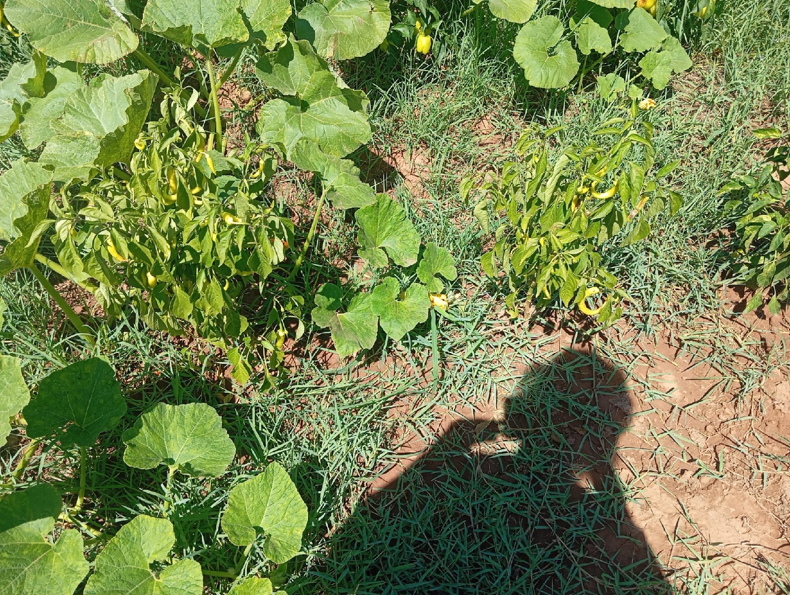 Biber (Capsicum annuum)