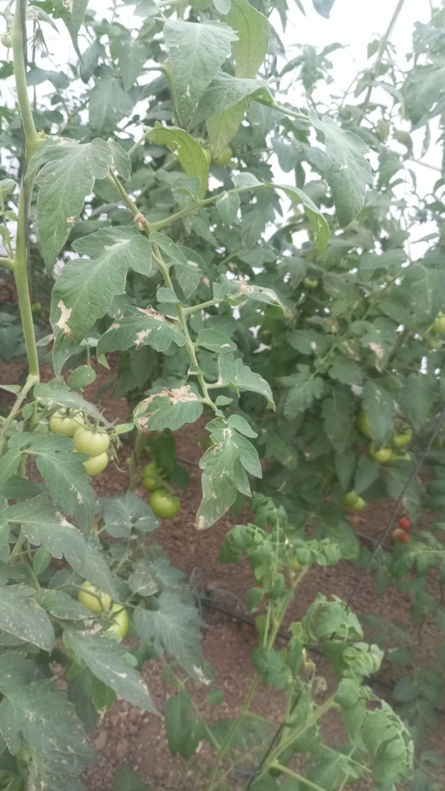 Domates (Solanum lycopersicum)