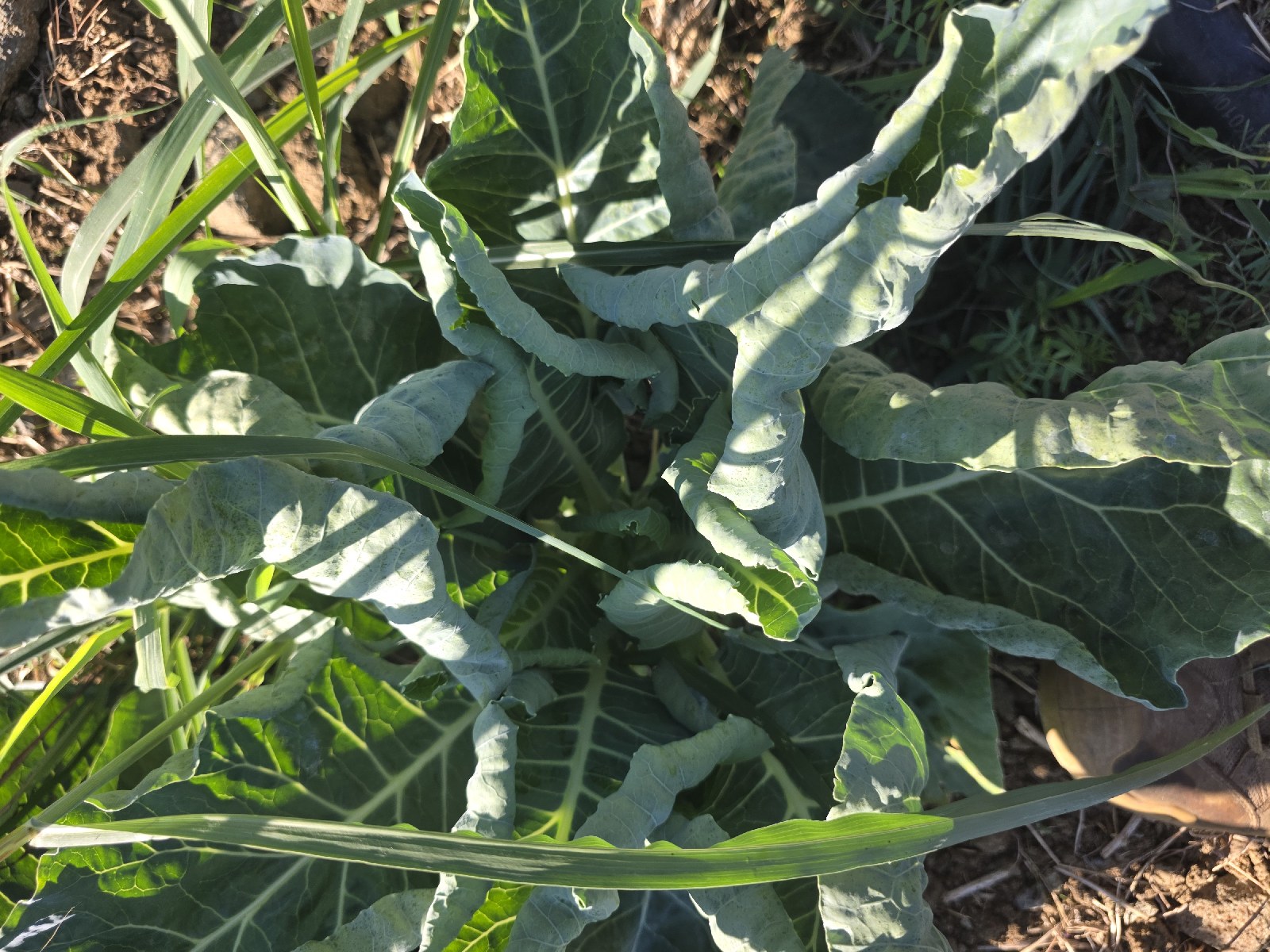 Karalahana (Brassica oleracea var. acephala)