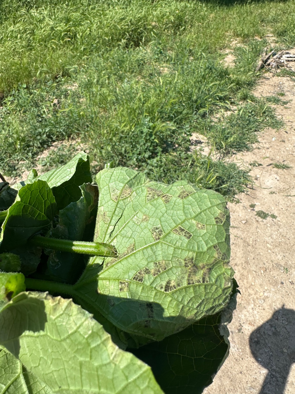 Hıyar (Cucumis sativus)