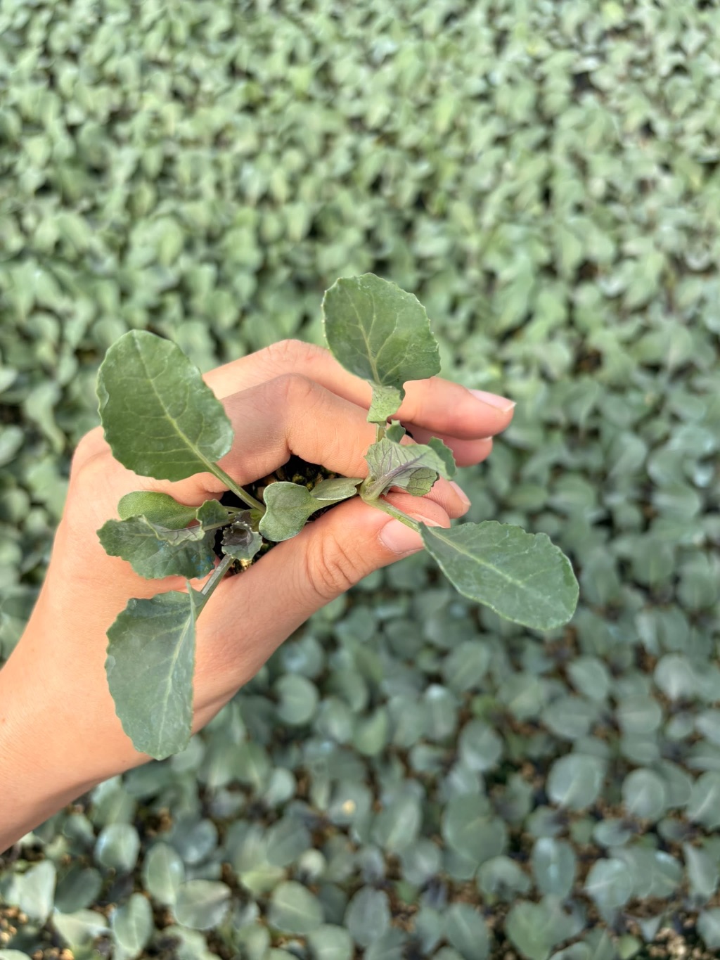 Lahana (Brassica oleracea)