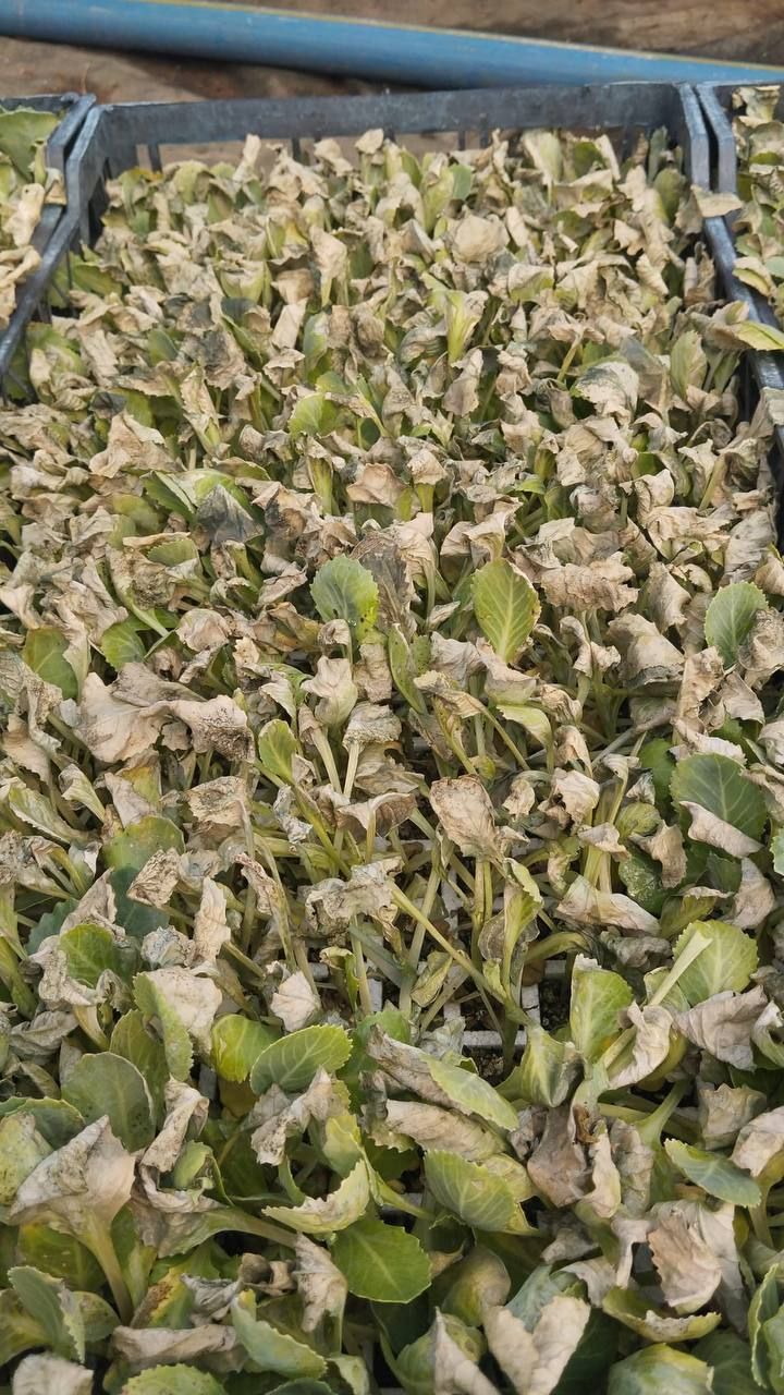 Lahana (Brassica oleracea)