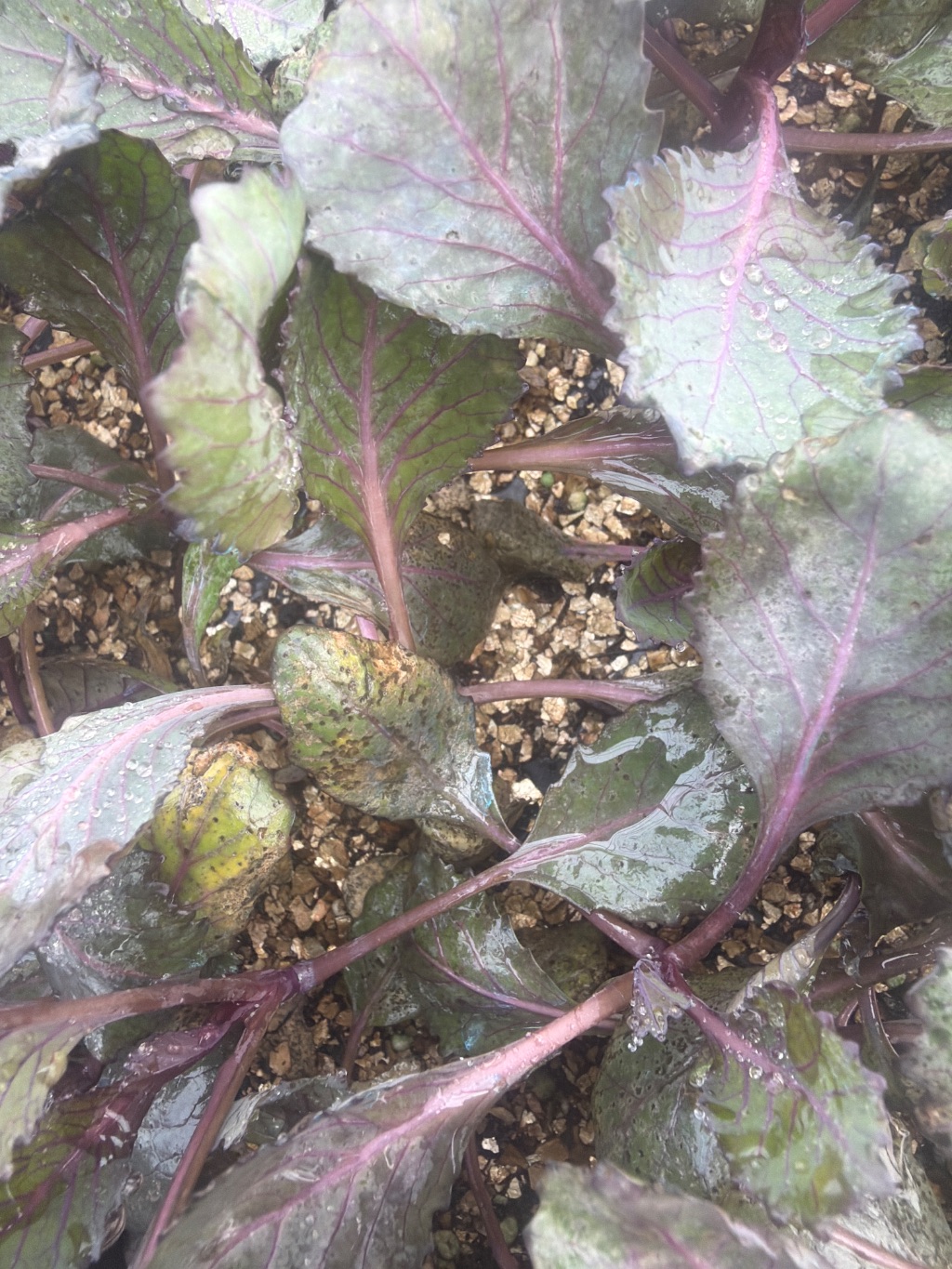 Kırmızı Lahana (Brassica oleracea var. capitata f. rubra)
