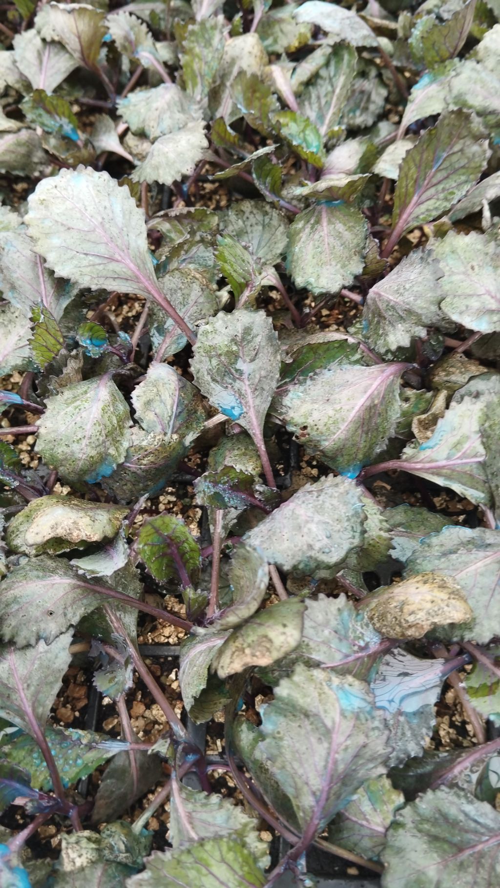 Kırmızı Lahana (Brassica oleracea var. capitata f. rubra)
