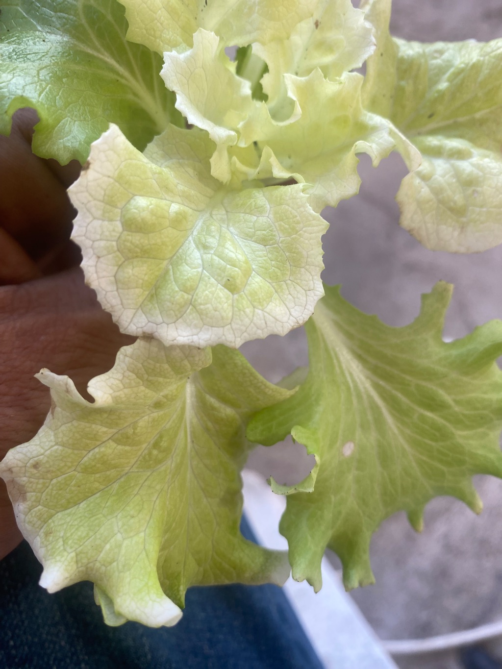Marul (Lactuca sativa)